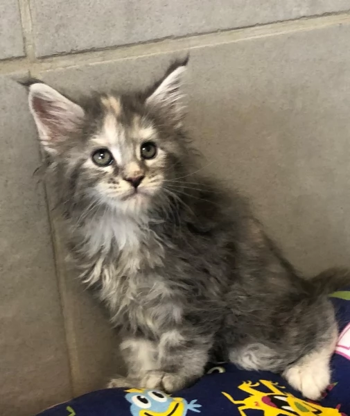 Cucciole di Maine Coon linea russa  | Foto 4