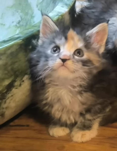 Cucciole di Maine Coon linea russa  | Foto 3
