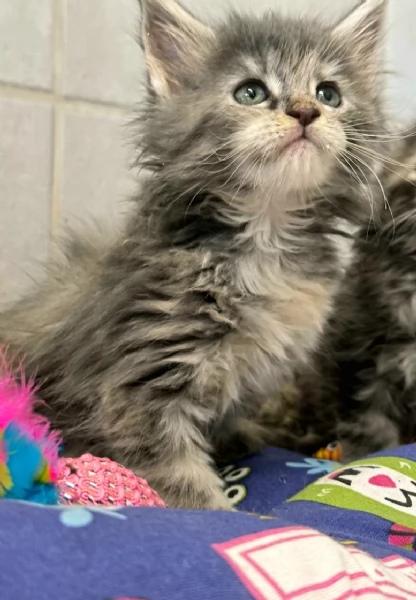 Cucciole di Maine Coon linea russa  | Foto 2