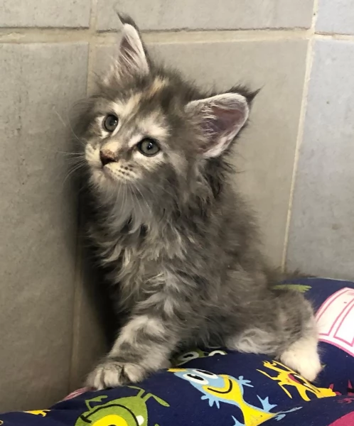 Cucciole di Maine Coon linea russa  | Foto 0