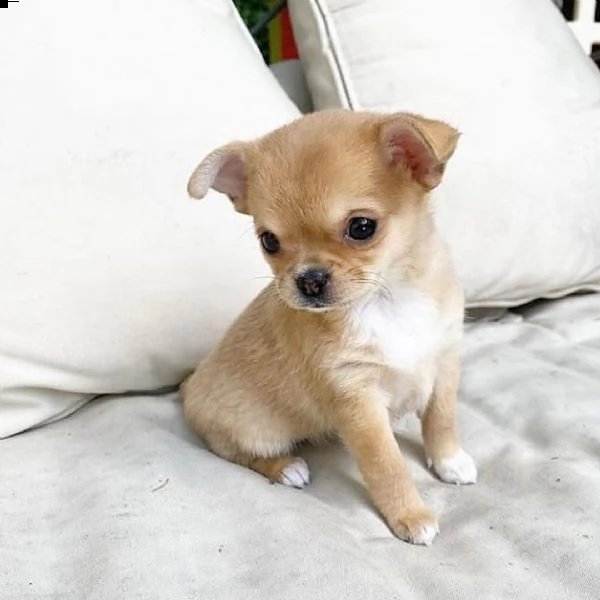 regalo chihuahua cuccioli meravigliosi  