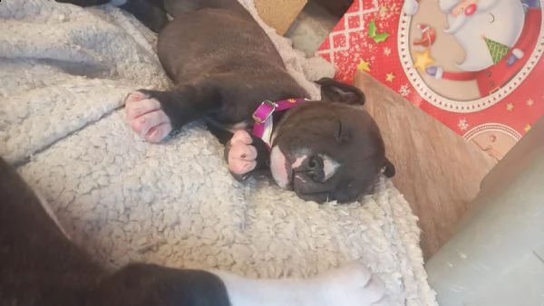 cucciole amstaff 