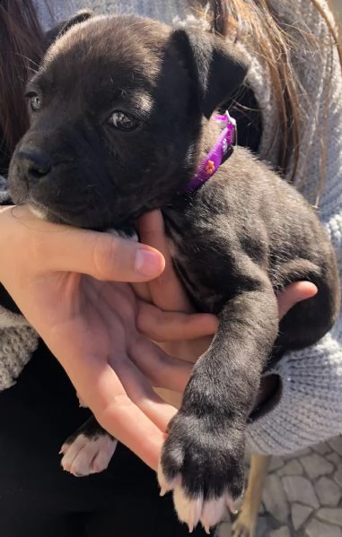 cucciole amstaff  | Foto 1
