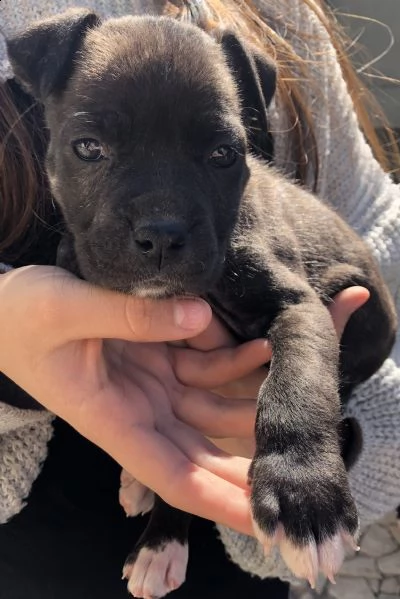 cucciole amstaff  | Foto 0