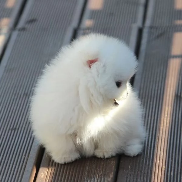 regalo cuccioli di pomerania | Foto 0