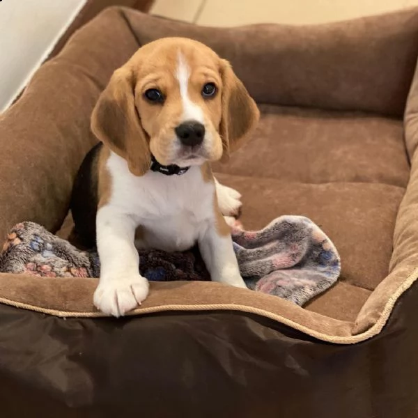 regalo beagle  | Foto 0