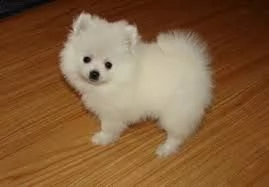   regalo  volpino pomerania mini toy 