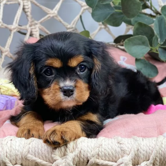 regarlo cavalier king cuccioli
