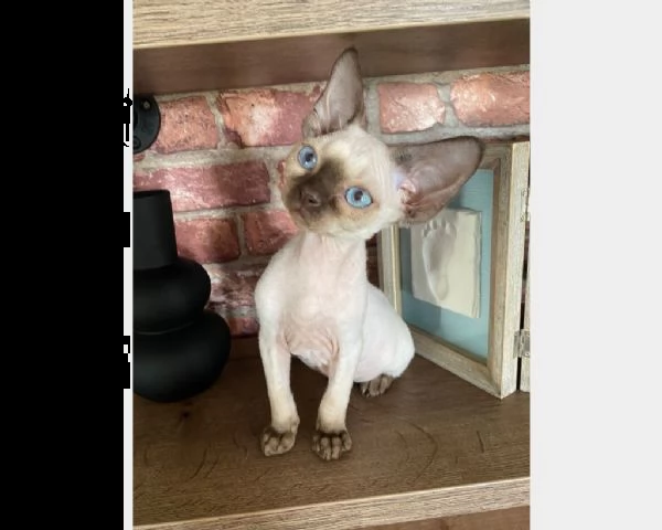 vendita cucciolo devon rex.