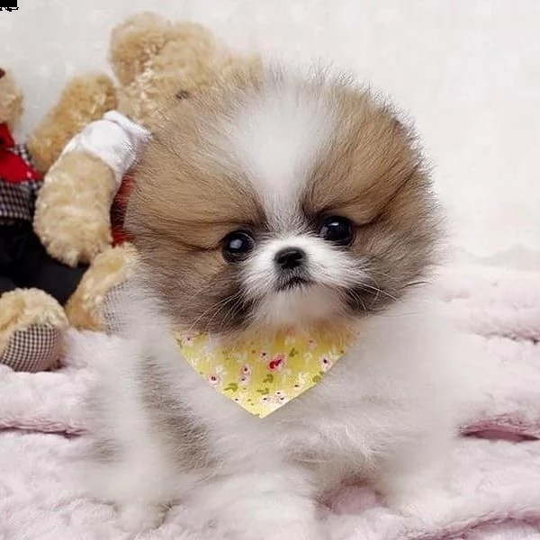 cuccioli di pomerania maschi e femmine in cerca di una nuova casa