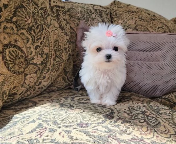   regalo maltese cuccioli meravigliosi  