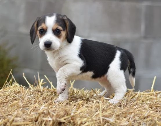  regalo beagle cuccioli meravigliosi ! 