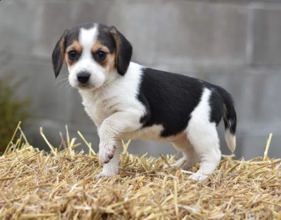  regalo beagle cuccioli meravigliosi  