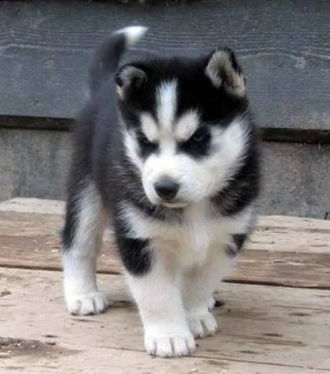 email : arwenbrades10[at]gmail[.com]  husky siberiano cuccioli bellissima cucciolata cerca nuova famiglia