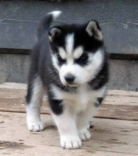 email  arwenbrades10atgmailcom  husky siberiano cuccioli bellissima cucciolata cerca nuova famiglia