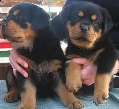 adorabili cuccioli di rottweiler femminucce e maschietti disponibili per l'adozione gratuita i cucci