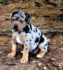 adorabili cuccioli di catahoula leopard femminucce e maschietti disponibili per ladozione gratuita 