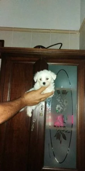 baduffoli bianchi maltese toyyy 