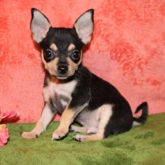 chihuahua cuccioli per ladozione bellissima cucciolata cerca nuova famiglia 4 maschi e 3 femmina 