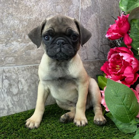 carlino cuccioli per ladozione bellissima cucciolata cerca nuova famiglia 4 maschi e 3 femmina 60