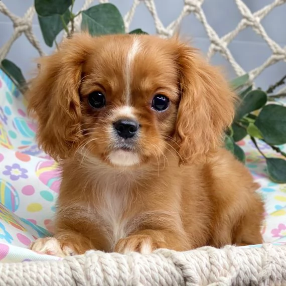 regarlo cavalier king cuccioli