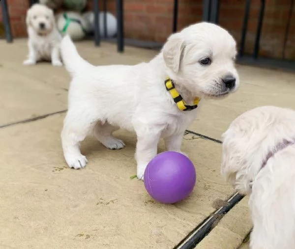  regalo golden retriever 