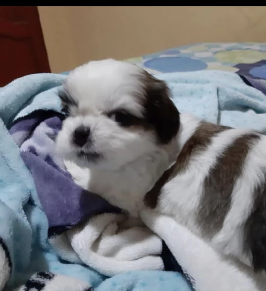 regalo shitzu  | Foto 0