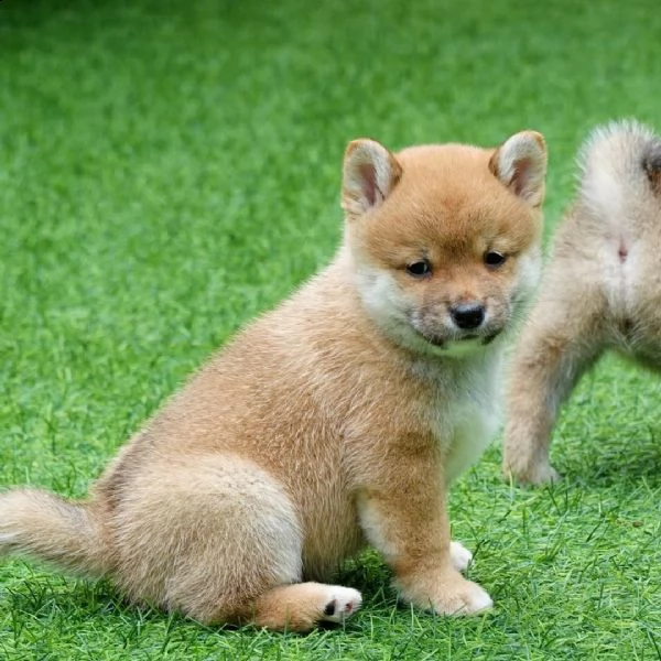 adorabili cuccioli di shiba inu in adozione