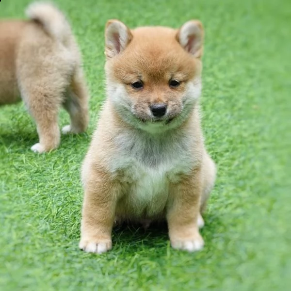 adorabili cuccioli di shiba inu in adozione | Foto 0