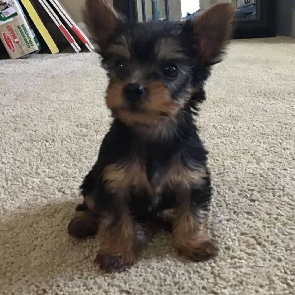 cuccioli di yorkshire maschio e femmine in adozione