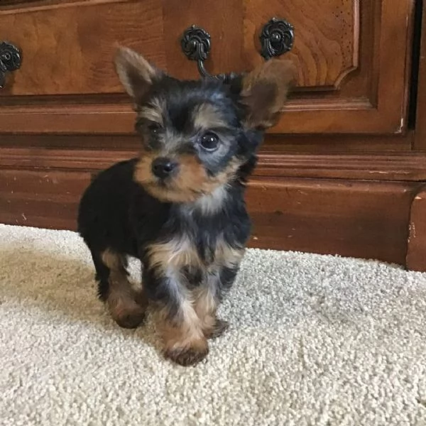 bellissimi cuccioli dello yorkshire da regalare