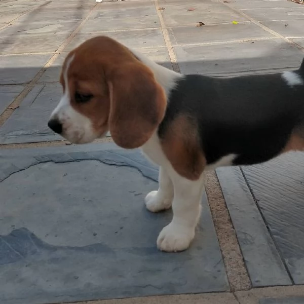  regalo beagle 