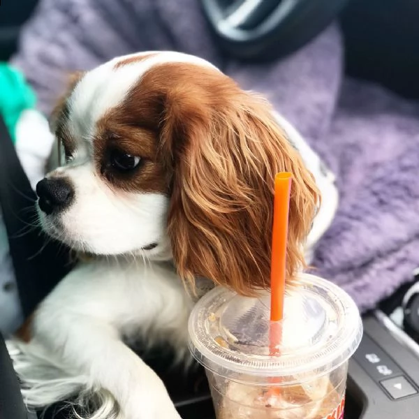  regalo cavalier king