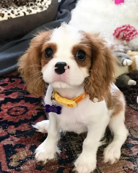 regalo cavalier king | Foto 0