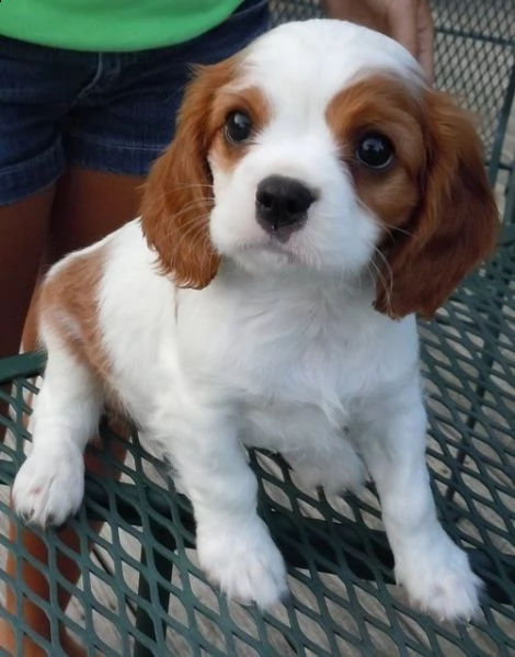 disponibili cuccioli di cavalier king  nati e cresciuti in ambiente domestico e abituati ai bambini