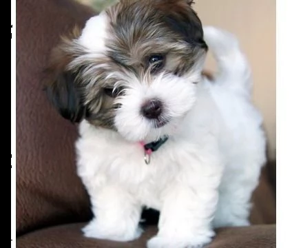 email  arwenbrades10atgmailcom bellissimi cuccioli di havanese con pedigree tricolori biancoaran