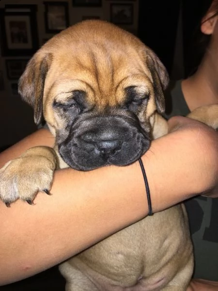 disponibili cuccioli bull mastiff 3 mesi completi di vaccinazioni sverminati certificato ottima sa