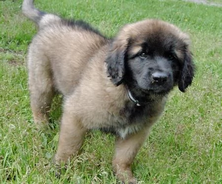 leonberger cuccioli per adozione andare solo in una casa di bene che sono disposti ad adottare e a