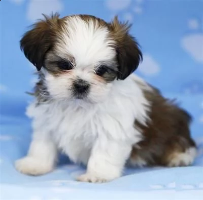 adorabili cuccioli di shih tzu femminucce e maschietti disponibili per l'adozione gratuita i cucciol