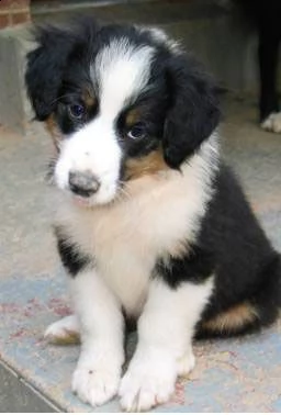 email : arwenbrades10[at]gmail[.com] adorali cuccioli di english shepherd femminucce e maschietti disponi