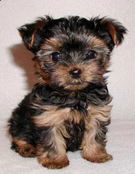 email : arwenbrades10[at]gmail[.com] cuccioli adorabile di cuccioli di yorkshire terrier. ora disponibile
