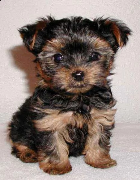 email  arwenbrades10atgmailcom cuccioli adorabile di cuccioli di yorkshire terrier ora disponibile