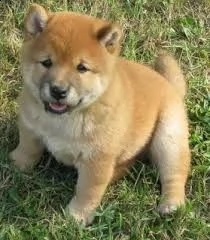 email : arwenbrades10[at]gmail[.com] adorabili cuccioli di shiba-inu