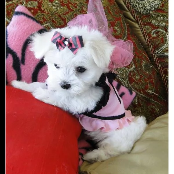 cuccioli di maltese mini toy