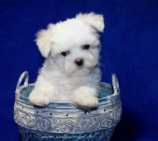 cuccioli di maltese mini toy