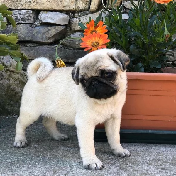  regalo cuccioli carlino ciao siamo un piccolo allevamento amatoriale abbiamo a disposizone degli sp