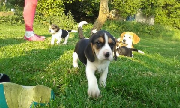 regalo beagle meravigliosi cuccioli di beagle ottima genealogia, gia vaccinati, sverminati e microch