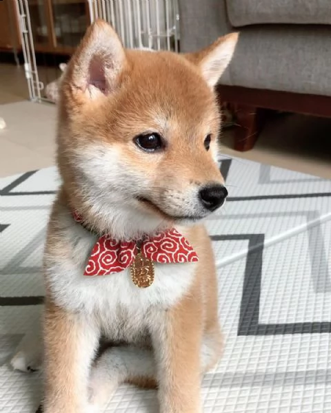  regalo shiba inu 