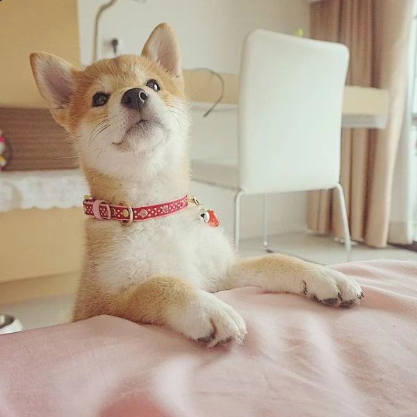  regalo shiba inu  | Foto 0