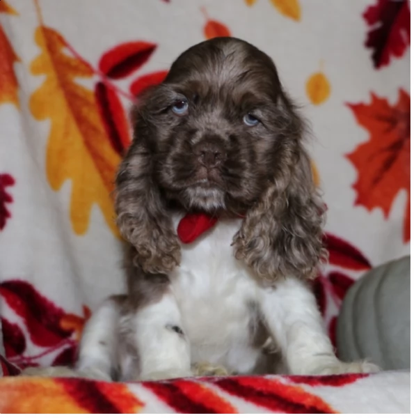 regalo  cuccioli di cocker spaniel